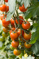 Strauchtomaten