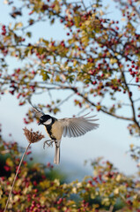 Mésange en Vol Cynorhodon  France