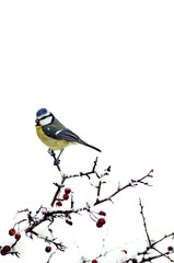Mésange Bleue Hiver