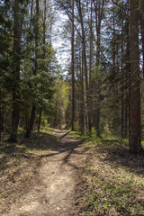 Road through the forest in the spring afternoon.