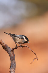 Mésange à tête noire Roussillon France