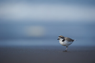 Gravelot sur le sable