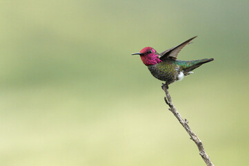 Colibri