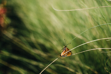 A closeup shot of a beautiful butterfly. Beautiful butterfly on the grass.

