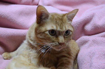 毛布の上に乗る茶寅の猫
