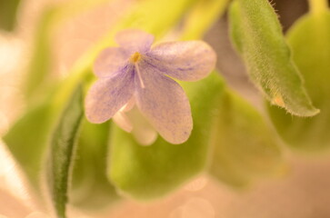 セントポーリアの紫の花