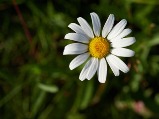 Fototapeta premium white daisies on a blue sky background