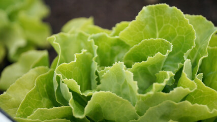 Urban vegetable garden. Plant and grow at home. Organic urban garden on a terrace. Fresh green lettuces. Lettuce background with space for text.

