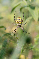 Female wasp spider (Agriope bruennichi) in it's web..