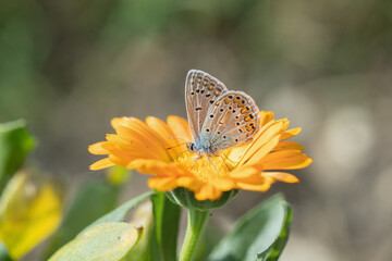 Common blue butterfly (Polyommatus icarus) on a marigold blossom.