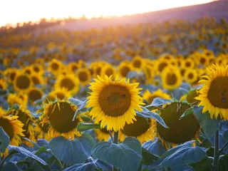 Zelfklevend Fotobehang Agricultural sunflowers for the production of sunflower oil in the romantic evening light in summer © Martin