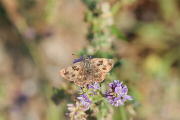 Mallow skipper (Carcharodus alceae) with open wings.