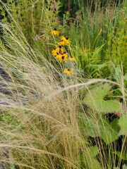 Detail of Stipa grass (Stipa tenuissima 'Ponytails') - Mexican feathergrass