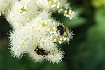 bees on a flower