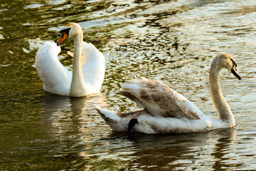 łabędzie na wodzie © Monika