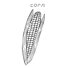 Corn vector illustration, hand drawing sketch