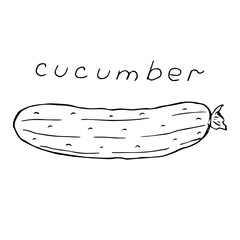 Cucumber vector illustration, hand drawing sketch
