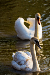 dwa łabędzie o zachodzie słońca © Monika