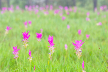 A field of wild Siam tulips blossoms in Pa Hin Ngam National Park, Chaiyaphum province Thailand.