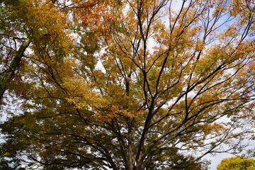 秋の木々
