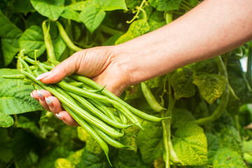 Farmer's hands harvest beans in the garden. Harvesting healthy food concept