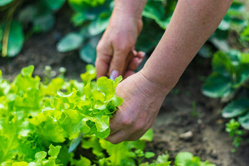 Naklejka na ściany i meble Female hands of a farmer cut off a green ripe salad from a garden bed. Harvesting healthy food concept