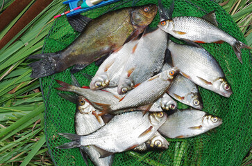 Lucky catch. River fish tench, bream, roach on a fishing net on the grass.
