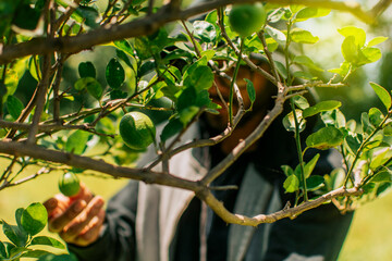 Person harvesting unripe lemons at a natural gardener. Man picking beautiful green lemons in a gardener, Concept of person picking lemons for small business