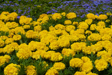yellow flowers in the garden
