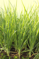 onion crop cultivated at agriculture field or farm.