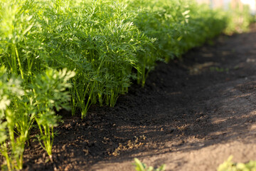 Young carrots on the garden beds