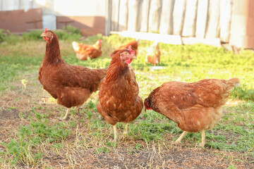 Chickens walk on the green grass