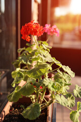 flower pot with geraniums on the windowsill outdoors