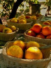 Juicy oranges in a garden