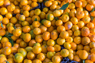 Tangerines standing on the market stall