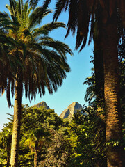 Huge Mountain behind palms in a pretty landscape of Mallorca