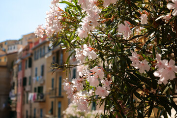 Nerium oleander flower plant tree with white pink color. Mediterranean plants photography.