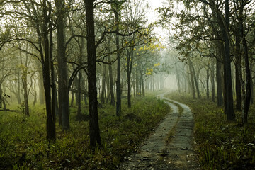 morning in the woods