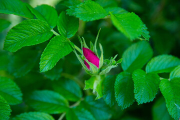 The rosebud of an unopened rose in the center of the photo against a background of green foliage....