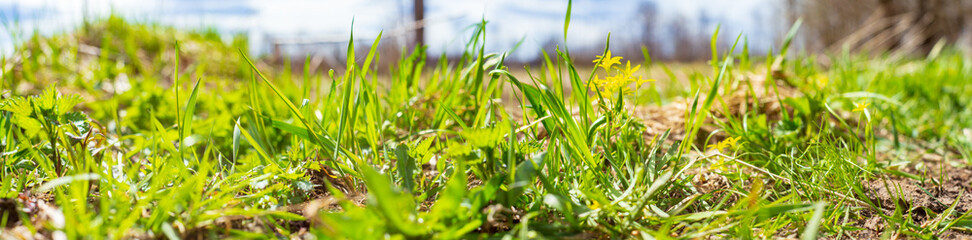 Beautiful natural panoramic countryside landscape. Blooming wild high grass in nature. Pastoral scenery. Selective focusing on foreground.