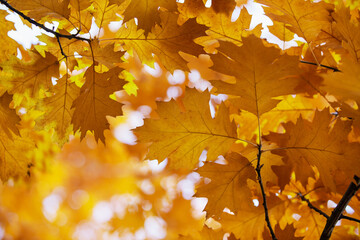 Yellow maple leaves on a twig in autumn - Powered by Adobe