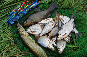 Lucky catch. River fish pike, bream, roach on a fishing net on the grass.
