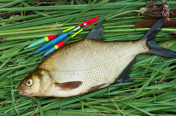 River bream and fishing floats on the grass. © yrafoto