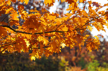 Yellow maple leaves on a twig in autumn