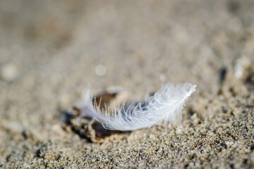 White feather of a river gull. A close-up view of a fallen white feather of a river gull, on a sandy surface.
