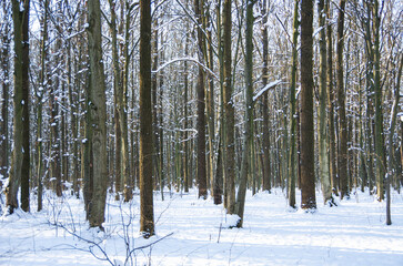 Obraz na płótnie Canvas Winter snow covered trees background