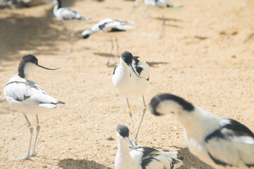 A flock of white and black shiloklyuvok sits and stands on the sand. High quality photo