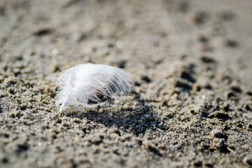 White feather of a river gull. A close-up view of a fallen white feather of a river gull, on a sandy surface.