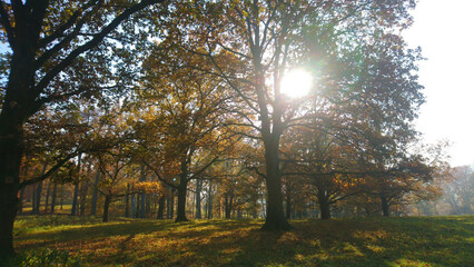 Autumn Forest Sunshine