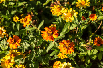 close up of orange zinnia flowers and green leaves